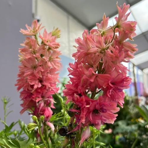 Semi di delphinium, giardino di Consolida ajacis, delphinium resistente rare resistenti semi di regali 80pcs