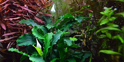 Tropica Aquarium Pflanze Bucephalandra 'Wavy Green Nr.139 Wasserpflanzen Aquarium Aquariumpflanzen