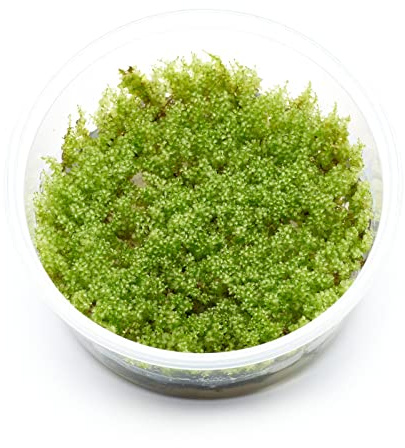 Plagiomnium cf. affine - Perlenmoos - in vitro XL - 8,5cm Becher | Langsam wachsend - ideal zum Begrünen von Wurzeln, Steinen und Hardscape für naturnahe Kontraste in detailreichen Aquascapes.