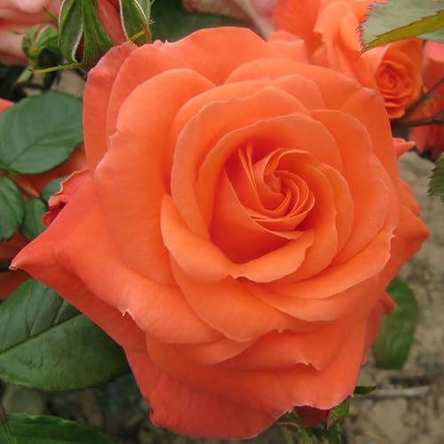 NEWSFLASH - 5.5lt Potted Floribunda Garden Rose Bush - Superb Tangerine Orange Blooms, Very Healthy & Fragrant