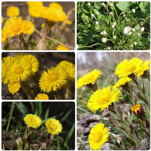 Semi di farfara - Tussilago farfara - crisantemo semi da giardino roccioso resistenti Blumenfeld decorazione da giardino per esterni esotiche copertura del terreno 100pcs