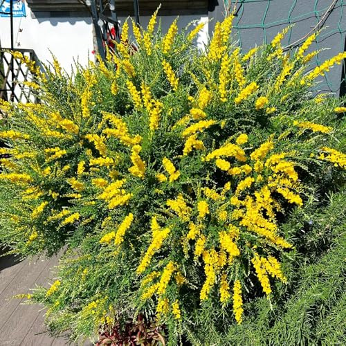 ginster balkon blumensamen mehrjährig winterhart ginster gartendeko für draußen, blumenteppich zierblumen blumendeko 100samen