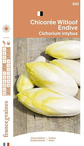 France Graines - Chicorée Witloof Platine