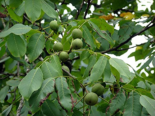 Echte Walnuss Juglans regia Pflanze 55-60cm Walnussbaum Welschnuss Baumnuss
