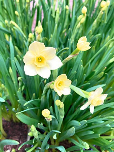 30 x Minnow Daffodil Bulbs (Dwarf Narcissus) Free UK Postage