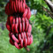 100 Unids Semillas de Plátano Rojo Dulces Deliciosas Plantas de Árboles Frutales Decoración de Jardín al Aire Libre para Plantar Jardín