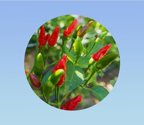 45 graines piment bird's eyes - piments oiseaux -