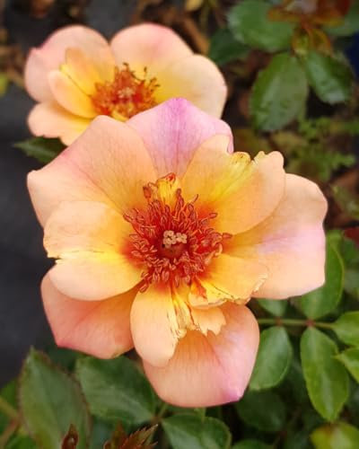 DECOROSIER BAÏA® / Rosier paysager rose orangé BAÏA® / Conteneur de 2 à 2.9 litres