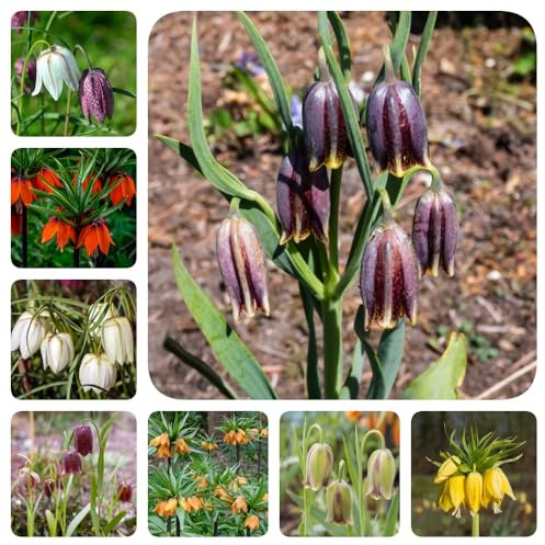 Bulbi di Crown Imperial, da balcone per luoghi soleggiati vecchie varietà rare serre da balcone perenni bulbi di regali 9pcs