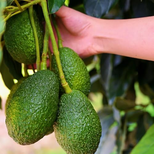 avocado obstbäume, alte sorten avocadobaum kaufen säulenobst balkonpflanzen winterhart topfpflanzen 5samen