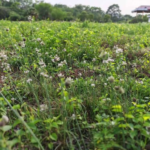ajo silvestre - semillas Balcón para jardín semillas de para balcones Decoración 200pcs