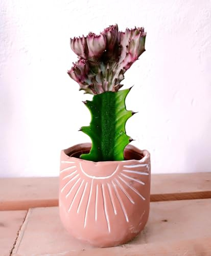 BotanicaUrbaba- Euphorbia lactea 'Cristata' en maceta de ceramica incluida-