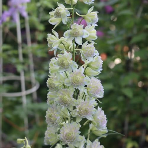 delphinium - Delphinium - de balcón cortadas de jardín balcón primavera, resistentes en macetas ornamentales lugares soleados, Semillas 350semillas
