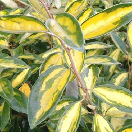 Elaeagnus Ebbingei 'Limelight'- Chalef 'Limelight' 30-40 cm en conteneur