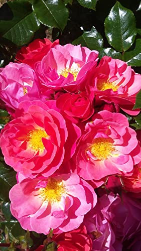 'Secret Smile' Floribunda Rose - Rich Pink Blooms - Repeat Flowering - 4lt Potted Rose