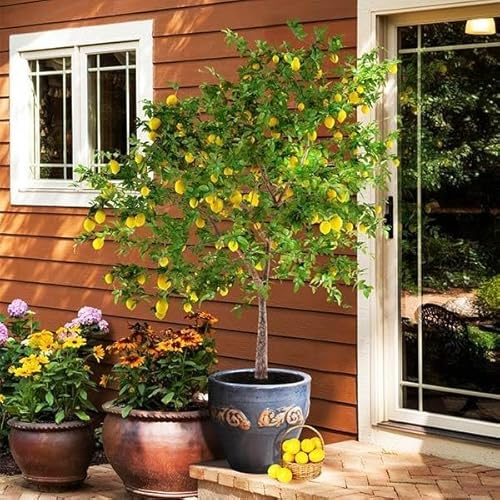 Brighter Blooms - Meyer Lemon Tree, 1-2 ft. - No Shipping to AK, AL, AZ, CA, FL, GA, HI, LA, MS, OR, TX