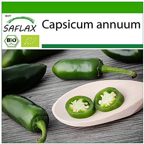 SAFLAX - Organic - Hot Chili Pepper – Early Jalapeno - 20 Seeds - with Potting Substrate for Better Cultivation - Capsicum annuum