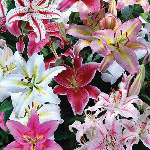 Lily Oriental Bumper Mix Garden Plants Hardy Bulb Garden Plants Easy to Grow Your Own 20x Bulbs by Thompson and Morgan