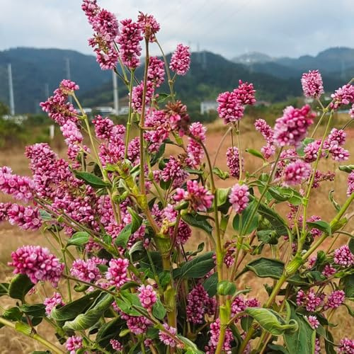 emillas de Polygonum orientale, primavera, resistentes cocina, balcón de otoño resistentes, silvestres 400pcs