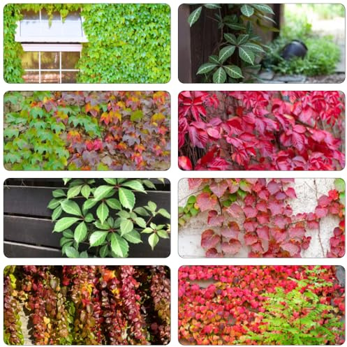 Wilder Wein winterharte balkonpflanzen pflanzenkübel dekopflanzen deko büro pflanztopf Parthenocissus tricuspidata dachbegrünung exotische zimmerpflanzen gartenkräuter grünpflanzen 100samen