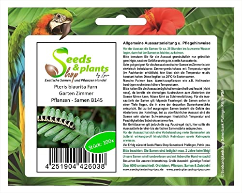 Stk - 100x Pteris biaurita Farn Garten Zimmer Pflanzen - Samen B145 - Seeds & Plants Shop by Ipsa