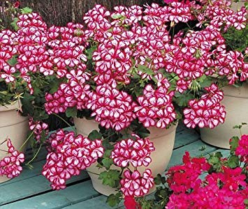 50 Principessa-Geraniensamen - My Secret Gardens