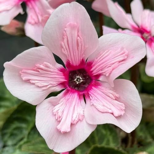 ciclamino - primaverili, in vaso semi di ciclaminoto decorativo Decorazioni per giardini esterni, ornamentali 35semi