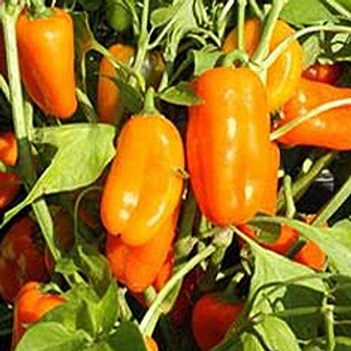 Iceberg Lattuga - Iceberg Lattuga - Grandi Laghi 118 - Il Vincitore del Premio - 250 Semi