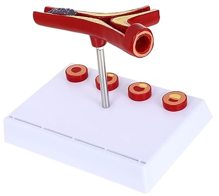 SOESFOUFU Kardiovaskuläres Modell aus Pvc Realistisches Anatomisches Blutgefäßmodell für Anatomie und Physiologieunterricht Finger Blutdruckmessgerät