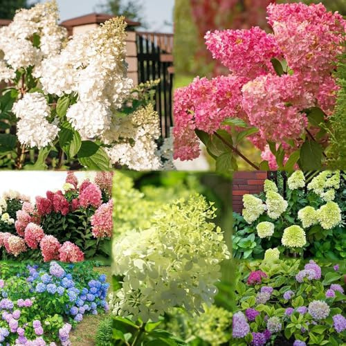 Semi resistenti di ortensia panicola del giardino balcone semi di ortensia panicola ortensie per decorazione 100pcs