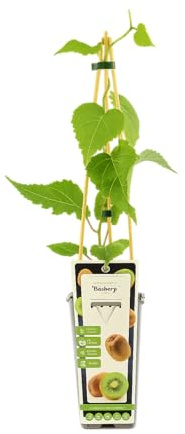 Kiwi 'Hayward' Pflanze 60-70 cm – Actinidia deliciosa – weiblich, winterhart, selbstfruchtbar mit männlicher Pflanze, süße große Früchte – ideal für Garten & Terrasse