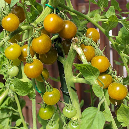 Green Doctor‘s Frosted Bio-Tomatensamen für ca. 10 Pflanzen - ertragreiche Cherrytomate, fruchtig und süß