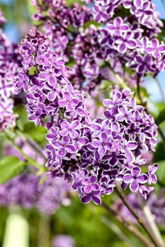Syringa vulgaris 'Sensation' 80-100 cm - Flieder, zweifarbige lila-weiße Blüten, Blütezeit Mai, duftend, ideal für Hecken, bienenfreundlich, winterhart