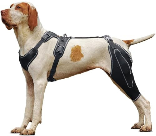 UPGEQMDK Protector de Rodilla para Perros, Codera para Perros, Férula para Patas traseras de Perro, Rodilleras Ajustables, Soporte Inmovilizador para la Recuperación Postoperatoria (L)