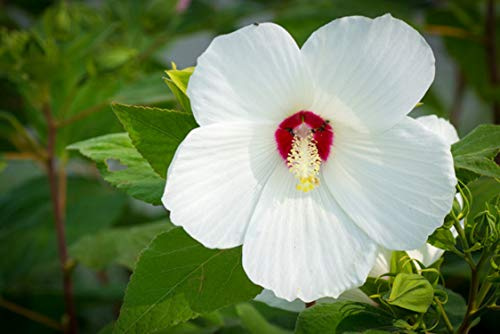25 marsh hibiskusfrön - växter blommor - reproducerbara bönderfrön - SemiWild