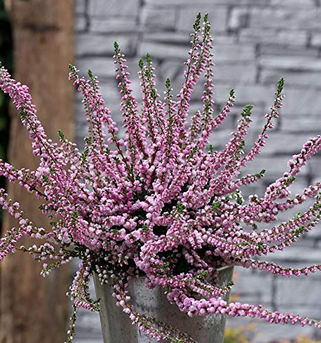 10x Besenheide Annabel - Calluna vulgaris - lebende Gartenpflanze aus den Baumschulen