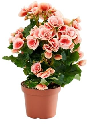 Begonia Elatior en Maceta – Planta Viva de Interior Fácil Cuidado y Floración Duradera