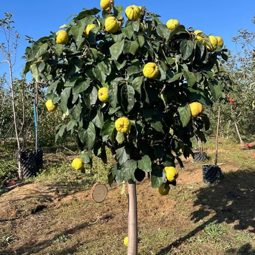 semillas de membrillo - exótica balcón jardín en pleno sol Compre rocas 50pcs