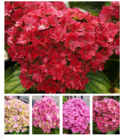 BALDUR Garten 5-Stufen Hortensie Together®, 1 Pflanze, Hydrangea macrophylla You&Me® Together® Gartenhortensie winterhart, pflegeleicht, blühend, Blüten verfärben sich während der Jahreszeiten 5 mal