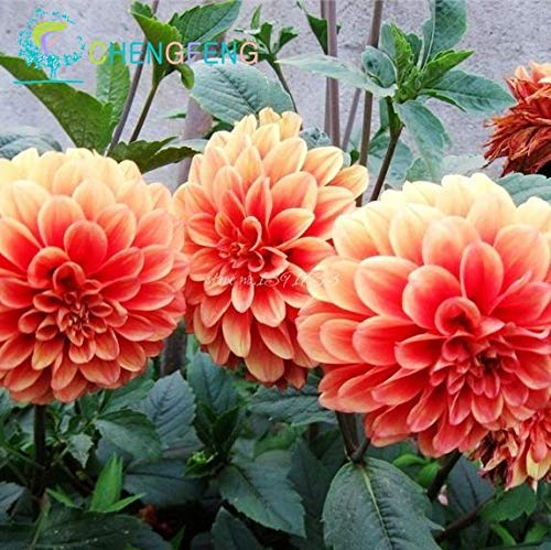 White : 100Pcs/Lot Dinner Plate Rainbow Dahlia Seeds Chinese Peony Bonsai Flower Seeds Mixed Color Bonsai for Home Garden Plantting