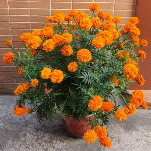 semi di calendula - esterni rari resistenti vecchie varietà interno giardino balcone primavera 100pcs