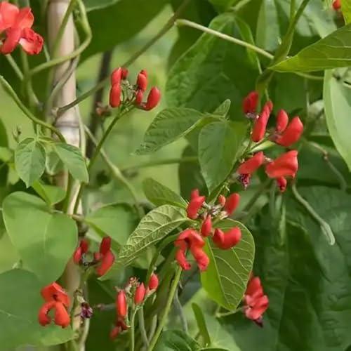 feuerbohnen, seltene prunkbohnen feuerbohnen gewächshaus balkon hochbeete für garten gemüsesamen grünpflanzen 55samen
