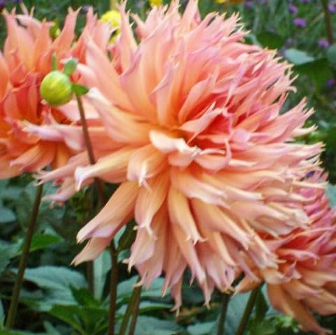 AUSVERKAUF Dahlienknolle : Dahlia - Deko Dahlien  Penhill Watermelon  1 Knolle/Rhizom