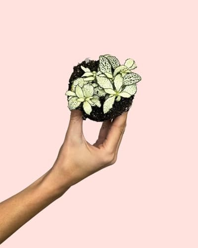 PUR PLANT Fittonia Blanca Mini | Planta Pet Friendly para Terrarios y Planta de Interior Decorativa | Maceta de Ø5 cm