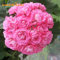 5 flores perennes de geranio rosa rosa, flor grande