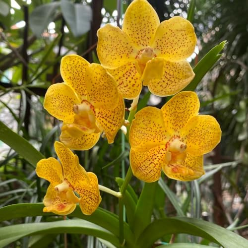 Semi di orchidea Vanda, regali per gli amanti del giardino regali sostenibili da giardino perenni 350pcs