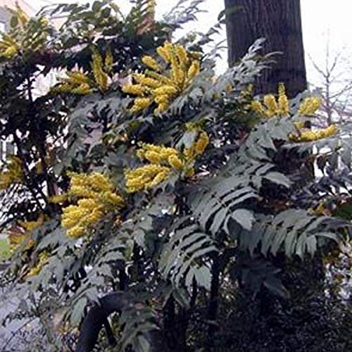 Mahonie - Mahonia Japonica (= Bealei) - 50-60 cm Topf - Im Winter blühende Pflanze mit duftenden Blüten
