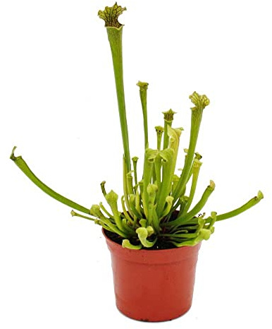Schlauchpflanze - Sarracenia farnhamii - Fleischfressende Pflanze - 9cm Topf