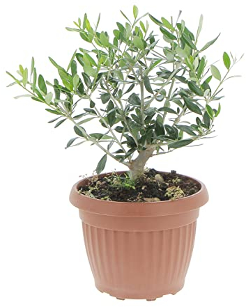 KENTIS - Olea Europaea - Olivo Bonsai - Piante Vere da Interno e Esterno - H 35-40 cm Vaso Ø 20 cm