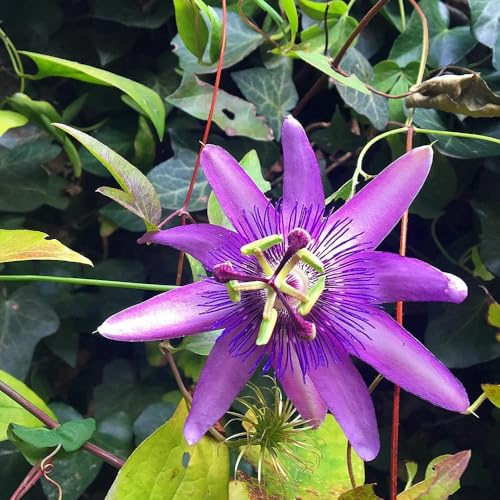 passionsblume, kräuterpflanzen balkon deko wildblumen balkonblumen, schnittblumen blumensamen mehrjährig winterhart balkonpflanzen 400samen